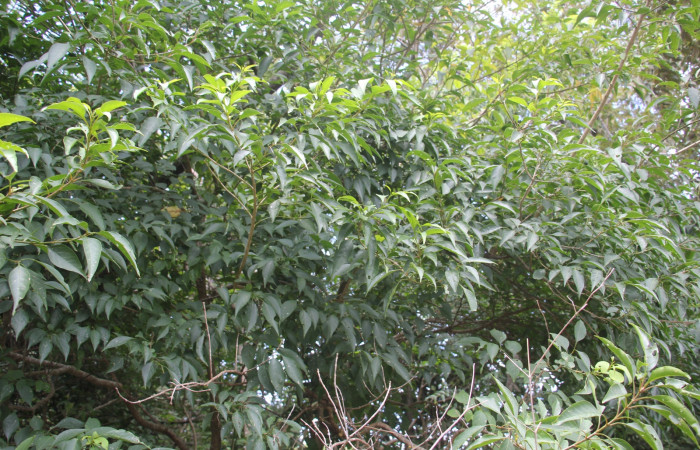Fig.22 Fig.7 Planta <i>Citharexylum costaricense</i></i> (Verbenaceae):, hospedera <i>Epicorsia</i></i> avilalisDHJ01 (Erebidae): Sector Pailas, Pozo 5, Foto, Eleth cantillano 31 Agosto 2022.
