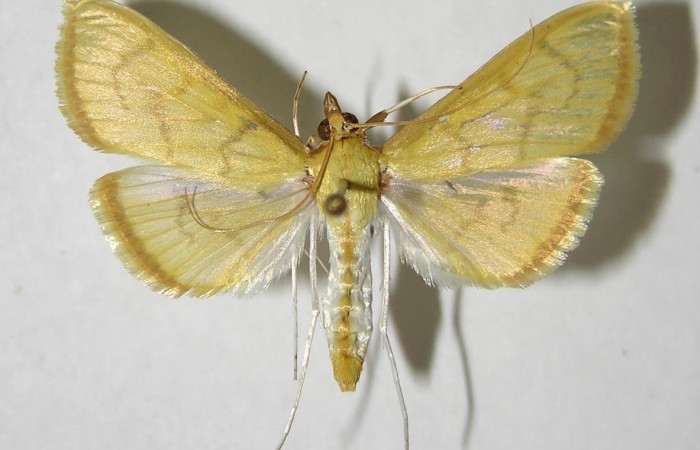 Fig.3 Vista dorsal hembra <i>Epicorsia avilalisDHJ02</i></i> (Crambidae), eclosionó 19 junio 2006, Sector San Cristóbal, Finca San Gabriel 645 mts. (06-SRNP-4038-DHJ353846).
