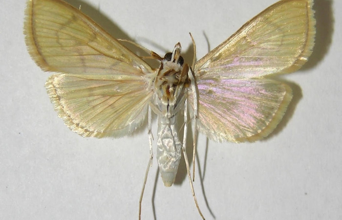 Fig.4 Vista dorsal hembra <i>Epicorsia avilalisDHJ02</i></i> (Crambidae), eclosionó 19 junio 2006, Sector San Cristóbal,  Finca San Gabriel 645 mts. (06-SRNP-4038-DHJ353847).
