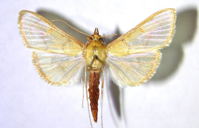 Fig.5 Vista dorsal <i>Epicorsia avilalisDHJ03</i></i> (Crambidae), eclosionó 13 Abril 1999, Sector San Cristóbal, Bosque Trampa Malaise, 815 mts. (99-SRNP-4803-DHJ368658).