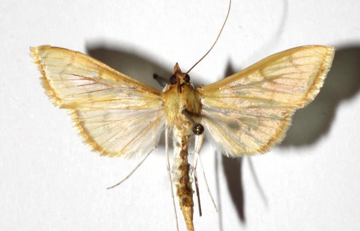 Fig.7 Vista dorsal <i>Epicorsia avilalisDHJ04</i></i> (Crambidae), eclosionó 21 junio2017, Sector Cacao, Quebrada Otilio, 550 mts. (17-SRNP-36122-DHJ934264).