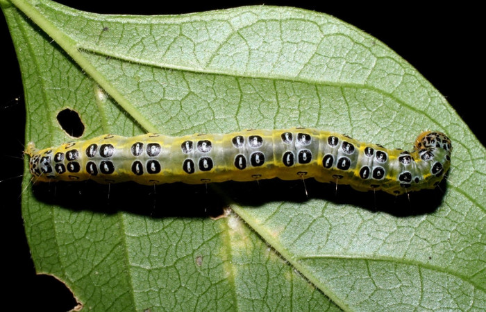 Fig.9 Vista dorsal, <i>Epicorsia avilalisDHJ01[/I] (Crambidae), se colectó 06 Agosto 2009, Sector Mundo Nuevo, Camino Pozo Tres, 733mts.(09-SRNP-57124-DHJ460525.jpg).