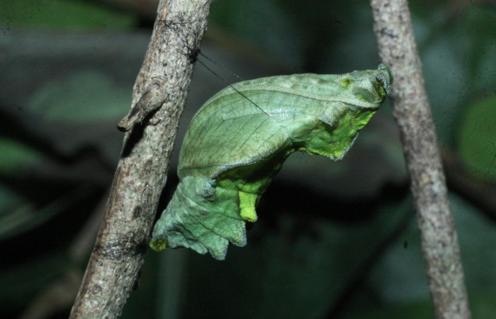 Fig. 10 Pupa de <i>Parides photinus</i></i> (Papilionidae) (18-SRNP-20157-DHJ710963). 02 de Mayo 2018, Cañón Rio Mena Sector Del Oro.
