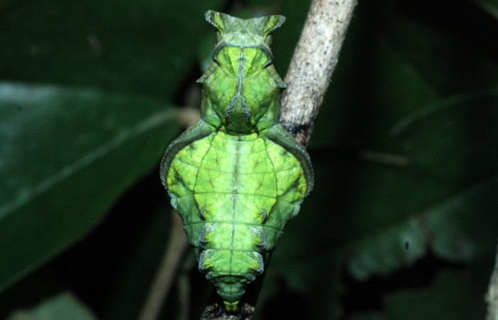 Fig. 11 Parte dorsal de la pupa de <i>Parides photinus</i></i> (Papilionidae) (18-SRNP-20157-DHJ710968). 02 de Mayo 2018, Cañón Rio Mena Sector Del Oro.