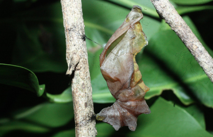 Fig. 12 Pupa recientemente eclosionada <i>Parides photinus</i></i> (Papilionidae) (18-SRNP-20169-DHJ710971). 15 de Mayo 2018, Cañón Rio Mena Sector Del Oro.