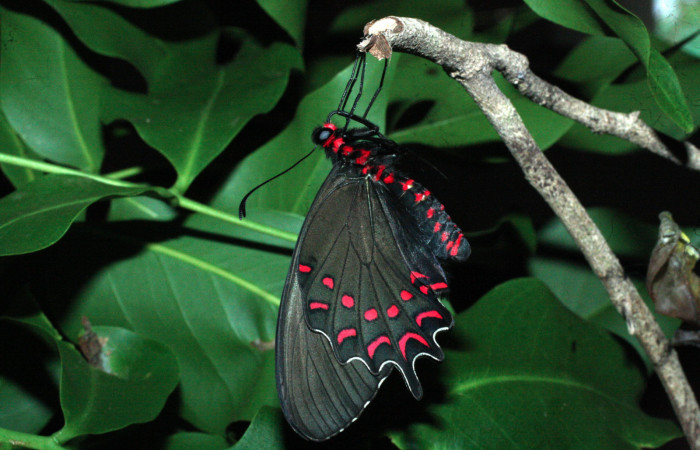 Fig. 13 Adulto de <i>Parides photinus</i></i> (Papilionidae) (18-SRNP-20169-DHJ710969). 15 de Mayo 2018, Cañón Rio Mena Sector Del Oro.