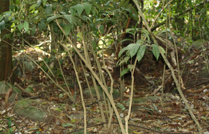Fig. 14 Arbustos de <i>Aristolochia arborea</i></i> (Aristolochiacea). 06 de Abril 2018, Cañón Rio Mena Sector Del Oro. Fotografías Roster Moraga Medina.