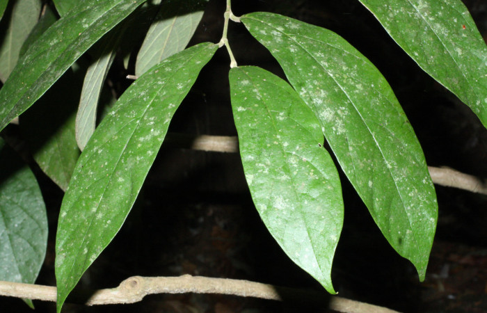 Fig. 16 As de hojas <i>Aristolochia arborea</i></i> (Aristolochiacea). 16 de Abril 2018. Cañón Rio Mena Sector Del Oro, 06 de Abril 2018. Cañón Rio Mena Sector Del Oro. Fotografías. Roster Moraga Medina.