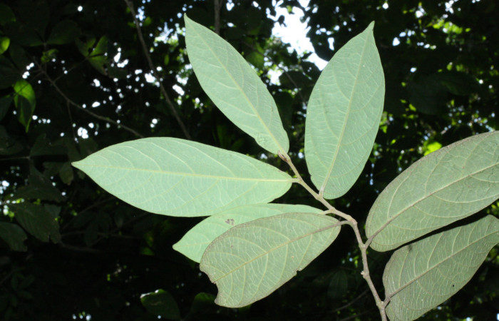 Fig. 17 Envez de hojas <i>Aristolochia arborea</i></i> (Aristolochiacea). 16 de Abril 2018, Cañon Rio Mena Sector Del Oro, 06 de Abril 2018. Cañón Rio Mena Sector Del Oro. Cañón Rio Mena Sector Del Oro. Fotografías. Roster Moraga Medina.