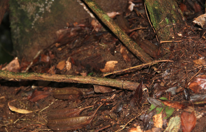 Fig. 18 Frutos de <i>Aristolochia arborea</i></i> (Aristolochiacea). 08 de Noviembre 2018, Cañón Rio Mena Sector Del Oro. Fotografías. Roster Moraga Medina.