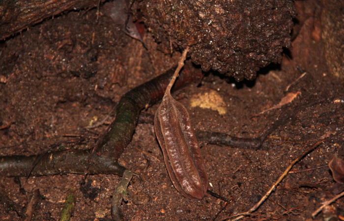 Fig. 19 Frutos de <i>Aristolochia arborea</i></i> (Aristolochiacea). 08 de Noviembre 2018, Cañón Rio Mena Sector Del Oro. Fotografías. Roster Moraga Medina.