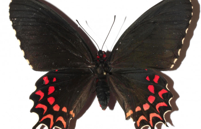 Fig. 1 Vista dorsal de <i>Parides photinus</i></i>  (Papilionidae) (17-SRNP-20592-DHJ925666).