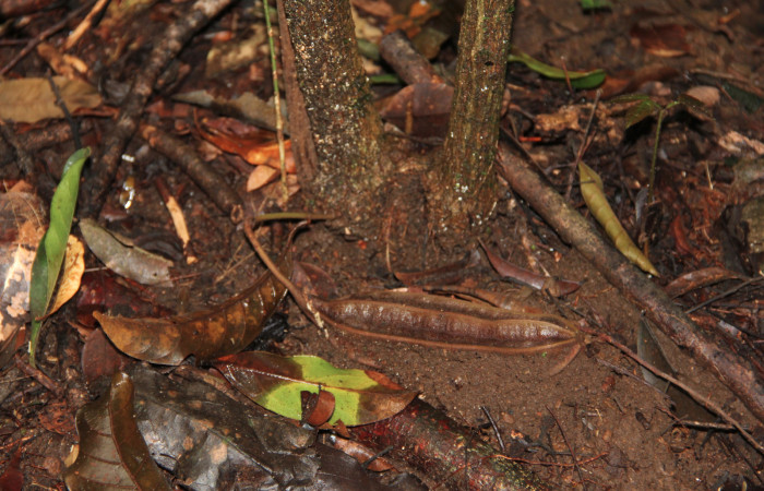 Fig. 20 Fruto de <i>Aristolochia arborea</i></i> (Aristolochiacea). 08 de Noviembre 2018, Cañón Rio Mena Sector Del Oro. Fotografías. Roster Moraga Medina.