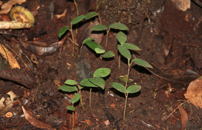 Fig. 24 Nuevas plantitas de <i>Aristolochia arborea</i></i> (Aristolochiacea). 08 de Noviembre 2018, Cañón Rio Mena Sector Del Oro. Fotografías. Roster Moraga Medina.