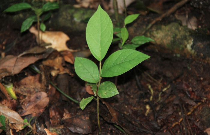Fig. 25 Plantita de <i>Aristolochia arborea</i></i> (Aristolochiacea). 08 de Noviembre 2018, Cañón Rio Mena Sector Del Oro. Fotografías. Roster Moraga Medina.