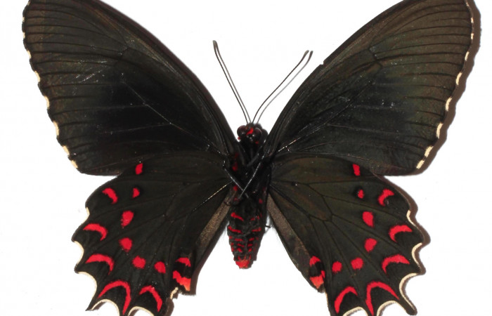 Fig. 2 Vista ventral de <i>Parides photinus</i></i>  (Papilionidae) (17-SRNP-20592-DHJ925667).