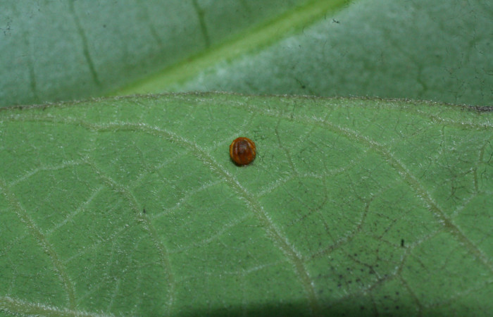 Fig. 3 Huevo de <i>Parides photinus</i></i> (Papilionidae) (18-SRNP-20112-DHJ710870). 02 de Abril 2018. Cañón Rio Mena Sector Del Oro.