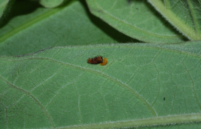 Fig. 4 Oruga <i>Parides photinus</i></i> (Papilionidae) recientemente eclosionado comiendo la cáscara del huevecillo (18-SRNP-20112-DHJ710872). 03 de Abril 2018. Cañón Rio Mena Sector Del Oro.