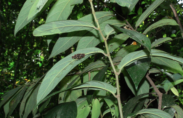 Fig. 6 <i>Parides photinus</i></i> (Papilionidae), penúltimo estadio (18-SRNP-20156-DHJ710911). 13 de Abril 2018. Cañón Rio Mena Sector Del Oro.