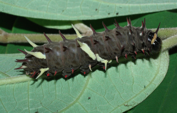 Fig. 8 Último estadio de <i>Parides photinus</i></i> (Papilionidae) (18-SRNP-20169-DHJ710938). 24 de Abril 2018, Cañón Rio Mena Sector Del Oro.