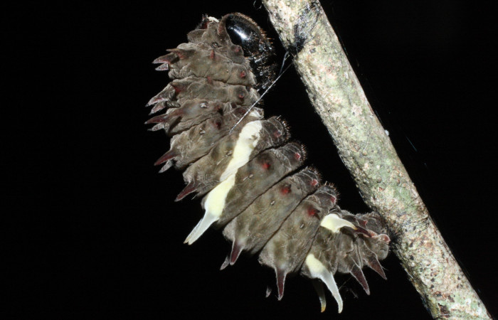 Fig. 9  Prepupa de <i>Parides photinus</i></i> (Papilionidae) (18-SRNP-20114-DHJ710959). 27 de Abril 2018, Cañón Rio Mena Sector Del Oro.