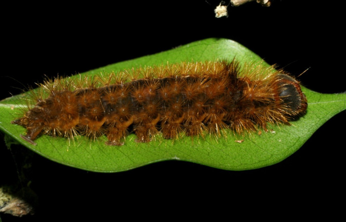 Fig. 10 Larva [I]Opharus quadripunctata</i> (Erebidae), mide 29mm. Porton Rivas, Sector La Perla, 645m. 07-SRNP-58060-DHJ428612.jpg