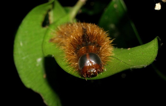 Fig. 11 Larva [I]Opharus quadripunctata</i> (Erebidae), mide 29mm. Porton Rivas, Sector La Perla, 645m. 07-SRNP-58060-DHJ428614.jpg