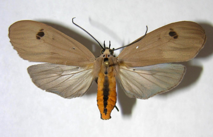 Fig. 1 Adulto <i>Opharus gemma</i></i> (Erebidae), vista lateral mide 55mm. Finca San Gabriel, Sector San Cristóbal, 645m. 06-SRNP-9519-DHJ360836.