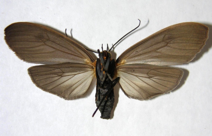 Fig. 2 Adulto <i>Opharus gemma</i></i> (Erebidae), vista lateral mide 55mm. Finca San Gabriel, Sector San Cristóbal, 645m. 06-SRNP-9519-DHJ360837.