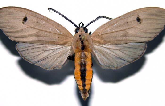 Fig. 3 Adulto macho <i>Opharus gemma</i></i> (Erebidae), vista lateral mide 44mm. Finca San Gabriel, Sector San Cristóbal, 645m. 98-SRNP-13735-DHJ93148.
