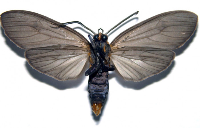 Fig. 4 Adulto macho <i>Opharus gemma</i></i> (Erebidae), vista lateral mide 44mm. Finca San Gabriel, Sector San Cristóbal, 645m. 98-SRNP-13735-DHJ93149.