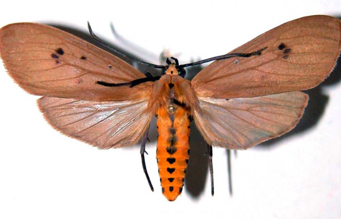 Fig. 7 Adulto macho <i>Opharus quadripunctata</i></i> (Erebidae), vista lateral mide 48mm. Rios Cucaracha, Sector San Cristóbal, 64om. 98-SRNP-6509-DHJ39114.