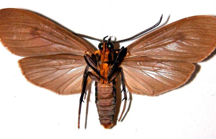 Fig. 8 Adulto macho <i>Opharus quadripunctata</i></i> (Erebidae), vista lateral mide 48mm. Rios Cucaracha, Sector San Cristóbal, 640m. 98-SRNP-6509-DHJ39115.