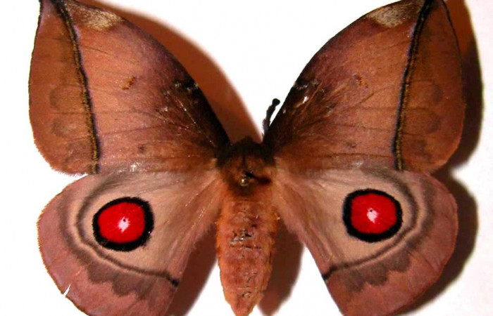 Fig.1. Adulto de <i>Gamelia septentrionalis</i></i>. En vista dorsal de 56mm de longitud. Voucher : 02-SRNP-29905-DHJ36070.jpg.