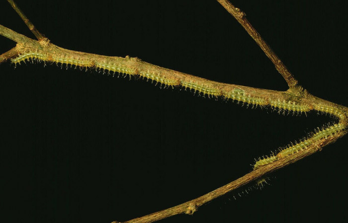 Fig.10. Larva de <i>Gamelia musta</i></i>, en segundo estadio de 12mm de longitud. Voucher : 97-SRNP-1782-DHJ43979.jpg.