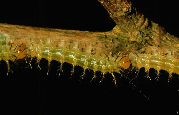 Fig.11. Larva de <i>Gamelia musta</i></i>, en segundo estadio de 12mm de longitud. Voucher : 97-SRNP-1782-DHJ43980.jpg.