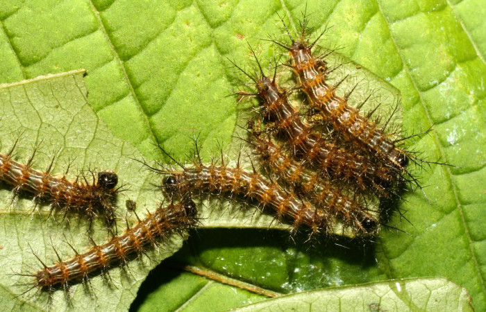 Fig.12. Larva de <i>Gamelia septentrionalis</i></i>, en tercer estadio de 17mm de longitud. Voucher : 08-SRNP-72781-DHJ449976.jpg.