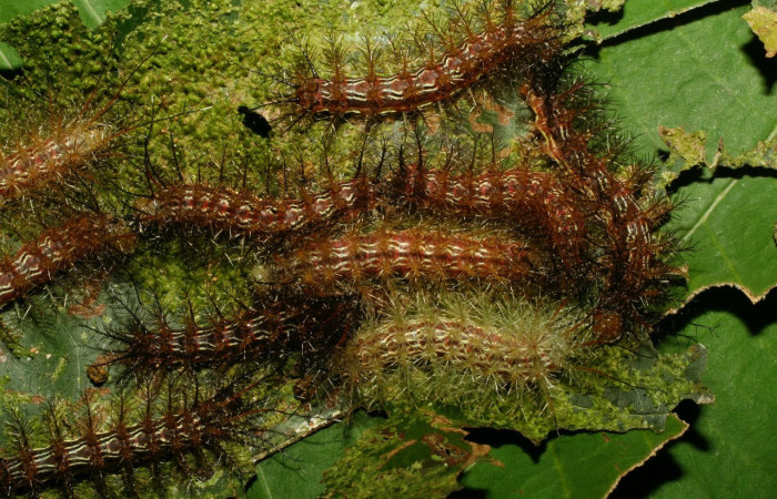 Fig.13. Larva de <i>Gamelia septentrionalis</i></i>, en penúltimo estadio. Voucher : 09-SRNP-73090-DHJ465641.jpg.