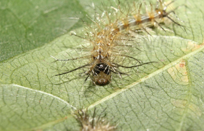 Fig. 14. Mostrando cabeza de <i>Gamelia septentrionalis</i></i>, en posición frontal. Voucher : 17-SRNP-70355-DHJ733672.jpg.