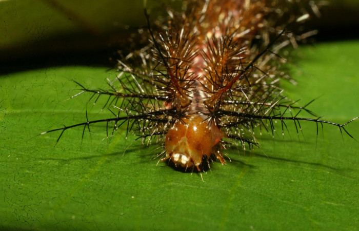 Fig.15. Mostrando cabeza de <i>Gamelia septentrionalis</i></i>, en posición frontal. Voucher : 09-SRNP-73090-DHJ465644.jpg. 