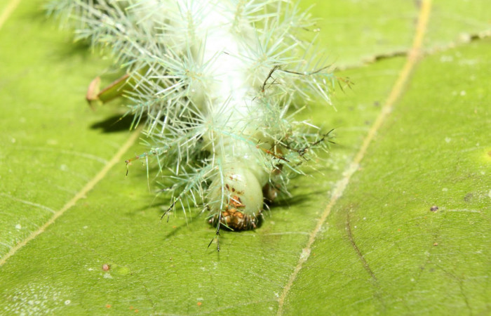 Fig.16. Mostrando cabeza de <i>Gamelia septentrionalis</i></i>, en posición frontal. Voucher : 17-SRNP-70355-DHJ733901.jpg.