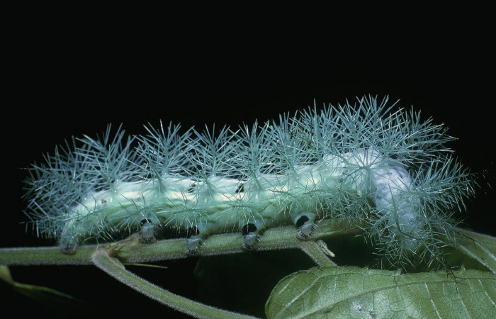 Fig.17. Larva de <i>Gamelia musta</i></i>, en último estadio de 63mm de longitud. Voucher : 04-SRNP-1299-DHJ81728.jpg.