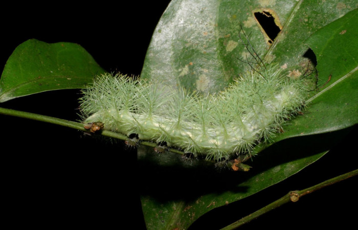 Fig.18. Larva de <i>Gamelia septentrionalis</i></i>, en último estadio de 45mm de longitud. Voucher : 06-SRNP-21005-DHJ411755.jpg.