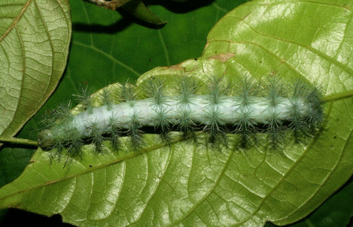 Fig.19. Larva de <i>Gamelia septentrionalis</i></i>, en último estadio. Voucher :  07-SRNP-33327-DHJ430403.jpg.