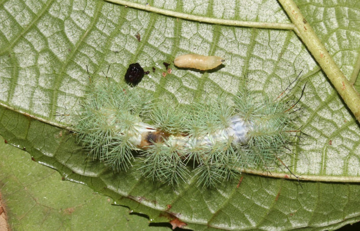 Fig.20. Mostrando larva de <i>Gamelia septentrionalis</i></i>, al lado una larvita de la familia Tachinidae. Voucher : 17-SRNP-32166-DHJ740263.jpg.
