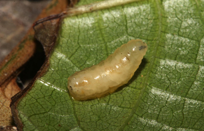Fig.21. Mostrando larva parásito de la familia Tachinidae, en larva de <i>Gamelia septentrionalis</i></i>.  Voucher : 17-SRNP-32166-DHJ740262.jpg.