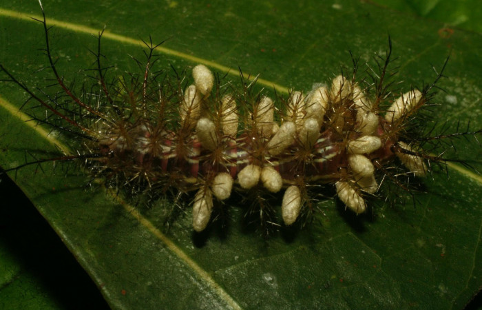 Fig.20. Larva de <i>Gamelia septentrionalis</i></i>, con un grupo de capullo de la familia (Braconidae). Voucher : 09-SRNP-73423-DHJ465844.jpg.