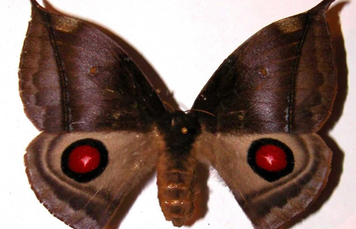 Fig.3. Adulto de <i>Gamelia musta</i></i>. En vista dorsal de 76mm de longitud. Voucher : 01-SRNP-7342-DHJ36346.jpg.