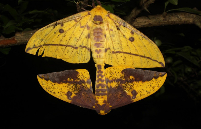 Fig.5. Mostrando adultos de <i>Eacles</i></i> imperialisDHJ02.  En posición dorsal. Voucher : 10-SRNP-12798-DHJ475924.jpg.