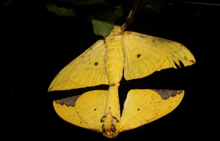 Fig.6. Mostrando adultos de <i>Eacles</i></i> imperialisDHJ02. En posición ventral. Voucher : 10-SRNP-12798-DHJ475925.jpg.